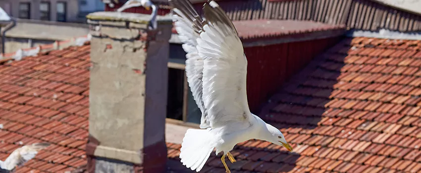 Residential Chimney Animal Removal Solution in Battle Ground, WA