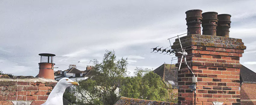 Chimney Cleaning And Restoration in Battle Ground, Washington